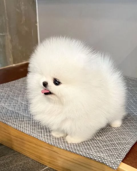 simpaticissimi cuccioli di pomerania disponibili per adozione | Foto 1