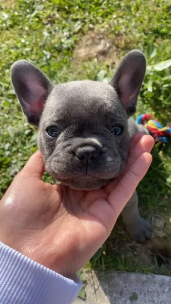 Cuccioli di Bulldog francese in buona salute | Foto 2