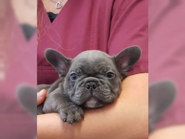 Cuccioli di Bulldog francese in buona salute | Foto 1