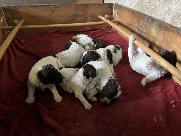 Lagotto romagnolo