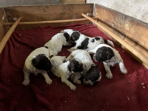 Lagotto romagnolo | Foto 1