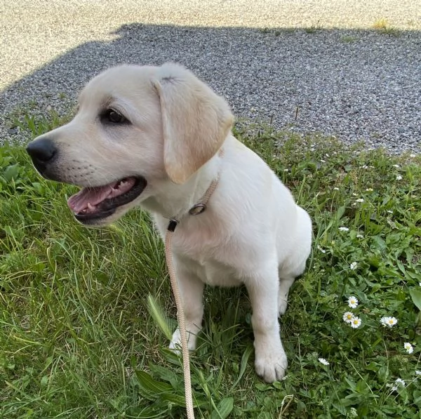 Cucciolo di Labrador con pedigree