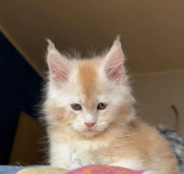 CEDESI CUCCIOLI DI MAINE COON PURISSIMO | Foto 4