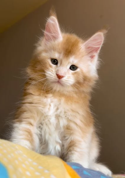 CEDESI CUCCIOLI DI MAINE COON PURISSIMO | Foto 2