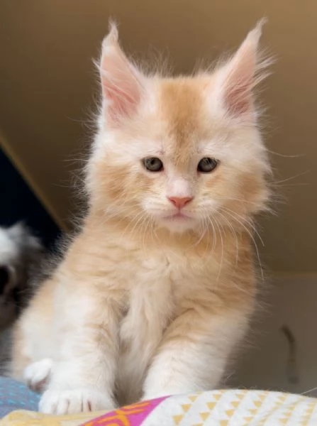 CEDESI CUCCIOLI DI MAINE COON PURISSIMO | Foto 0