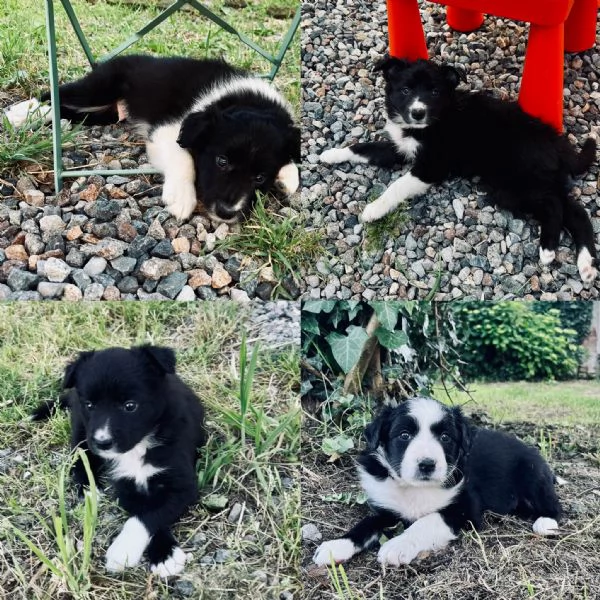 Cuccioli BORDER COLLIE cercano casa