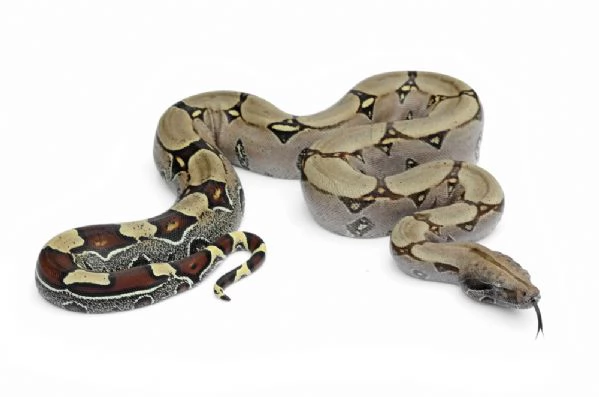 cerco boa constrictor 