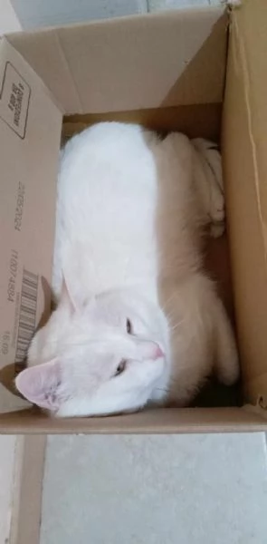 Gatto bianco con occhi verdi 