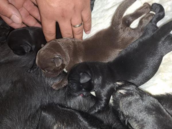 Meravigliosi Cuccioli di labrador 2 choko 3 neri | Foto 4