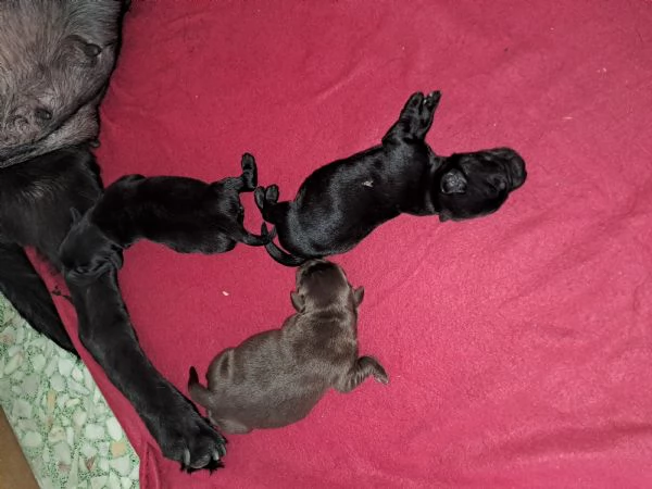 Meravigliosi Cuccioli di labrador 2 choko 3 neri | Foto 3