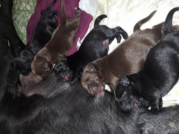 Meravigliosi Cuccioli di labrador 2 choko 3 neri | Foto 2