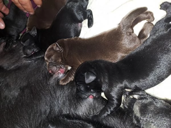 Meravigliosi Cuccioli di labrador 2 choko 3 neri