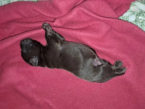 Meravigliosi Cuccioli di labrador 2 choko 3 neri | Foto 1