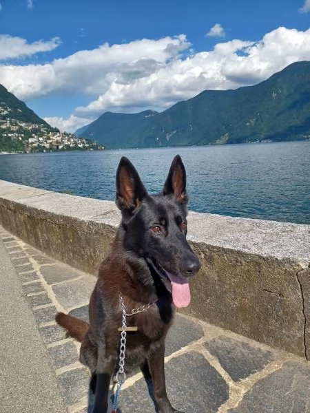 Regalo femmina pastore tedesco nero 