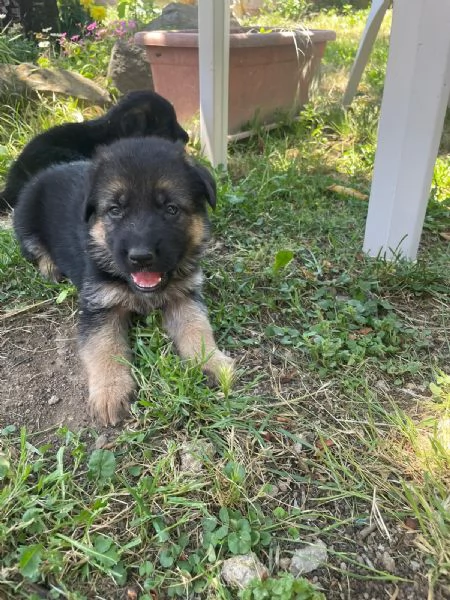 Splendide cucciole di pastore tedesco di razza | Foto 2