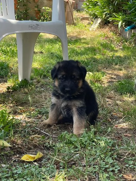 Splendide cucciole di pastore tedesco di razza | Foto 1