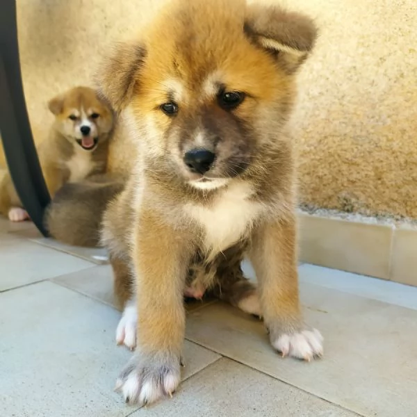 Akita inu | Foto 3