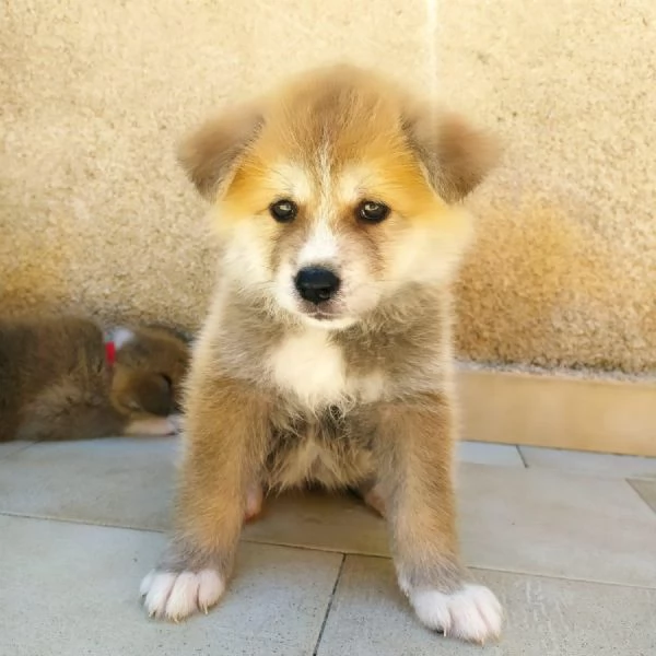 Akita inu | Foto 1