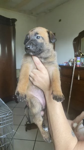 Pastori belga malinois  | Foto 1