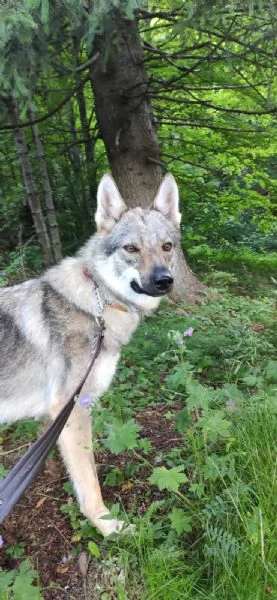 Regalo lupo cecoslovacco 15 mesi femmina 