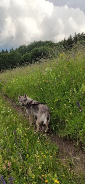 Regalo lupo cecoslovacco 15 mesi femmina  | Foto 2