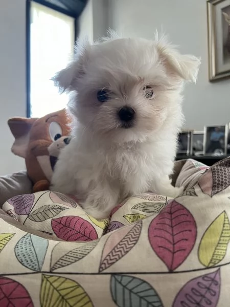 Disponibili cuccioli di razza Maltese