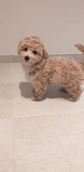 Maltipoo 4 mesi bellissimo