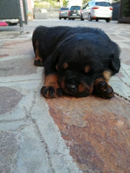 Rottweiler | Foto 3