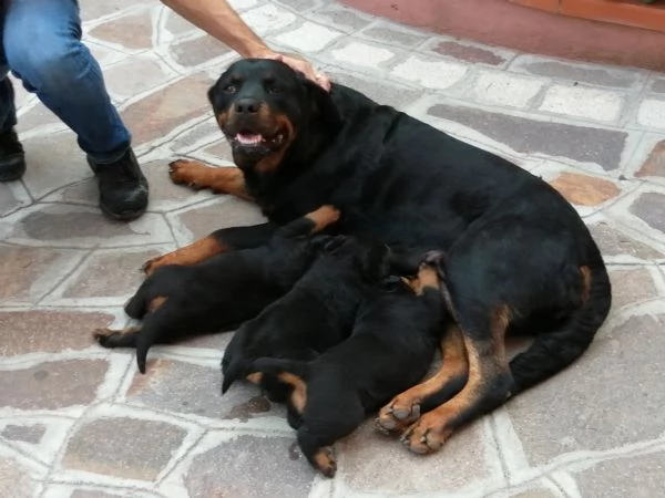 Rottweiler | Foto 2