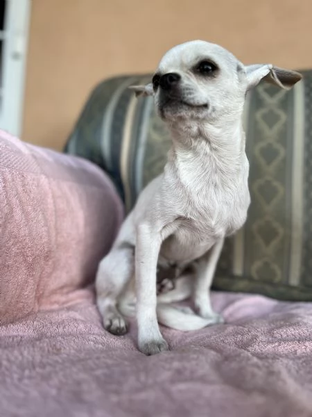 Chihuahua  | Foto 1