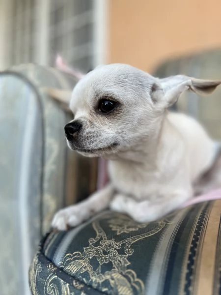 Chihuahua  | Foto 0