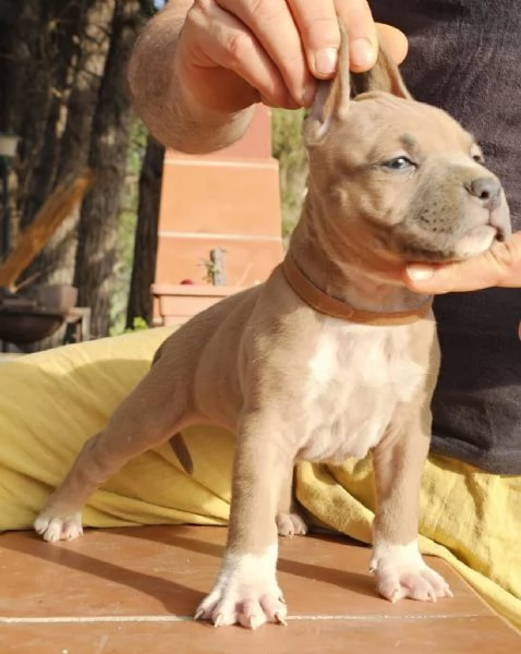 Pitbull | Foto 1