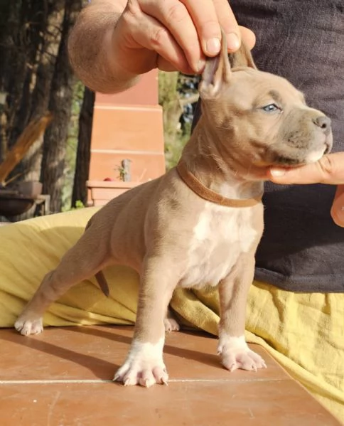 Pitbull | Foto 0