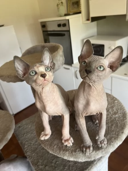 Sphynx cucciolata 