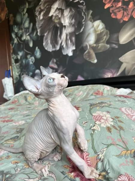 Sphynx cucciolata  | Foto 1