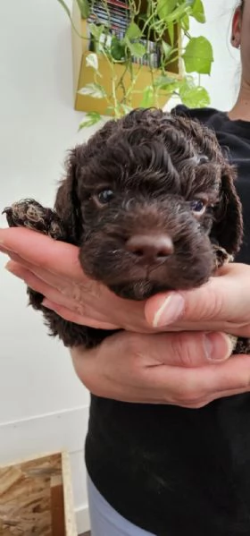 Cuccioli di Lagotto Romagnolo 