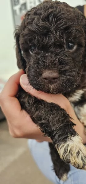 Cuccioli di Lagotto Romagnolo  | Foto 6