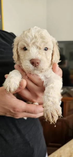 Cuccioli di Lagotto Romagnolo  | Foto 3