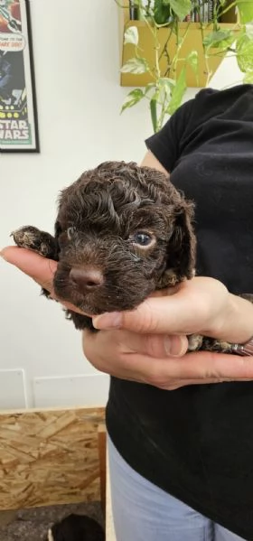 Cuccioli di Lagotto Romagnolo  | Foto 1