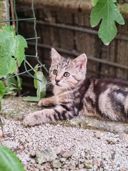 Gattine sorelle di 2 mesi cercano adozione di coppia | Foto 3