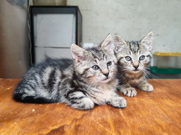 Gattine sorelle di 2 mesi cercano adozione di coppia | Foto 1