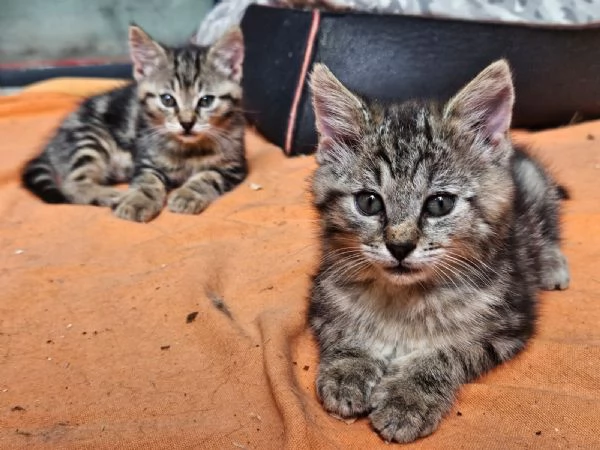 Gattine sorelle di 2 mesi cercano adozione di coppia | Foto 0