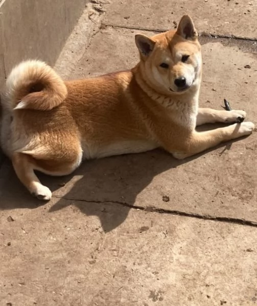 Shiba inu cuccioli in vendita | Foto 2