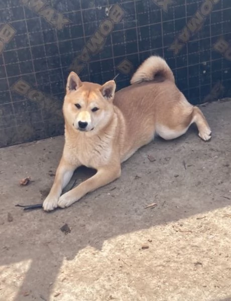 Shiba inu cuccioli in vendita | Foto 1