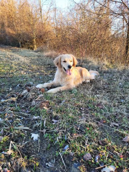 Super coccolosi cuccioli golden retriever