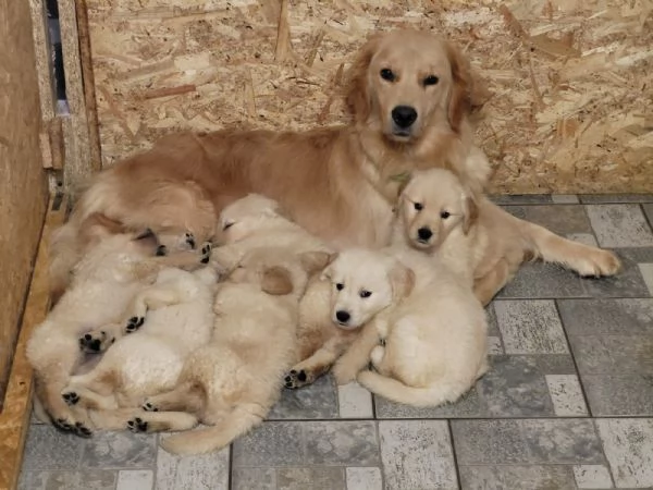 Super coccolosi cuccioli golden retriever | Foto 2