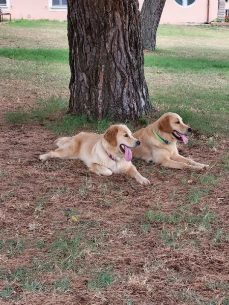 Super coccolosi cuccioli golden retriever | Foto 1