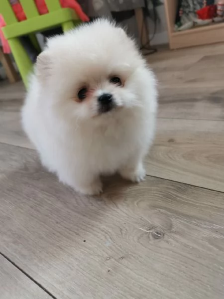 Cuccioli di Pomerania per ladozione | Foto 0