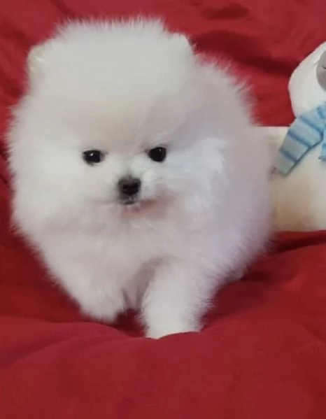 Cuccioli di Pomerania per ladozione