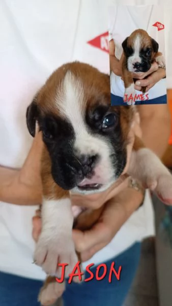 Cuccioli di razza boxer  | Foto 1